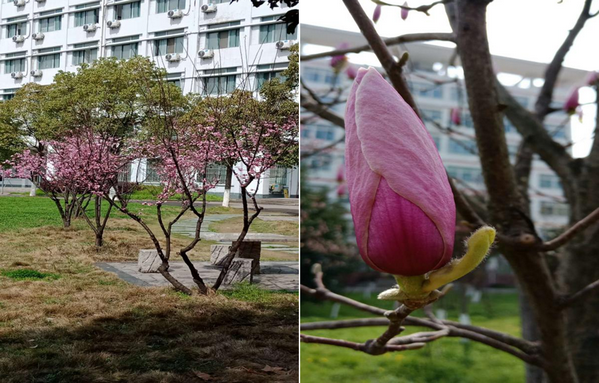 阳光下的校园静悄悄——荆州理工片区志愿者在行动