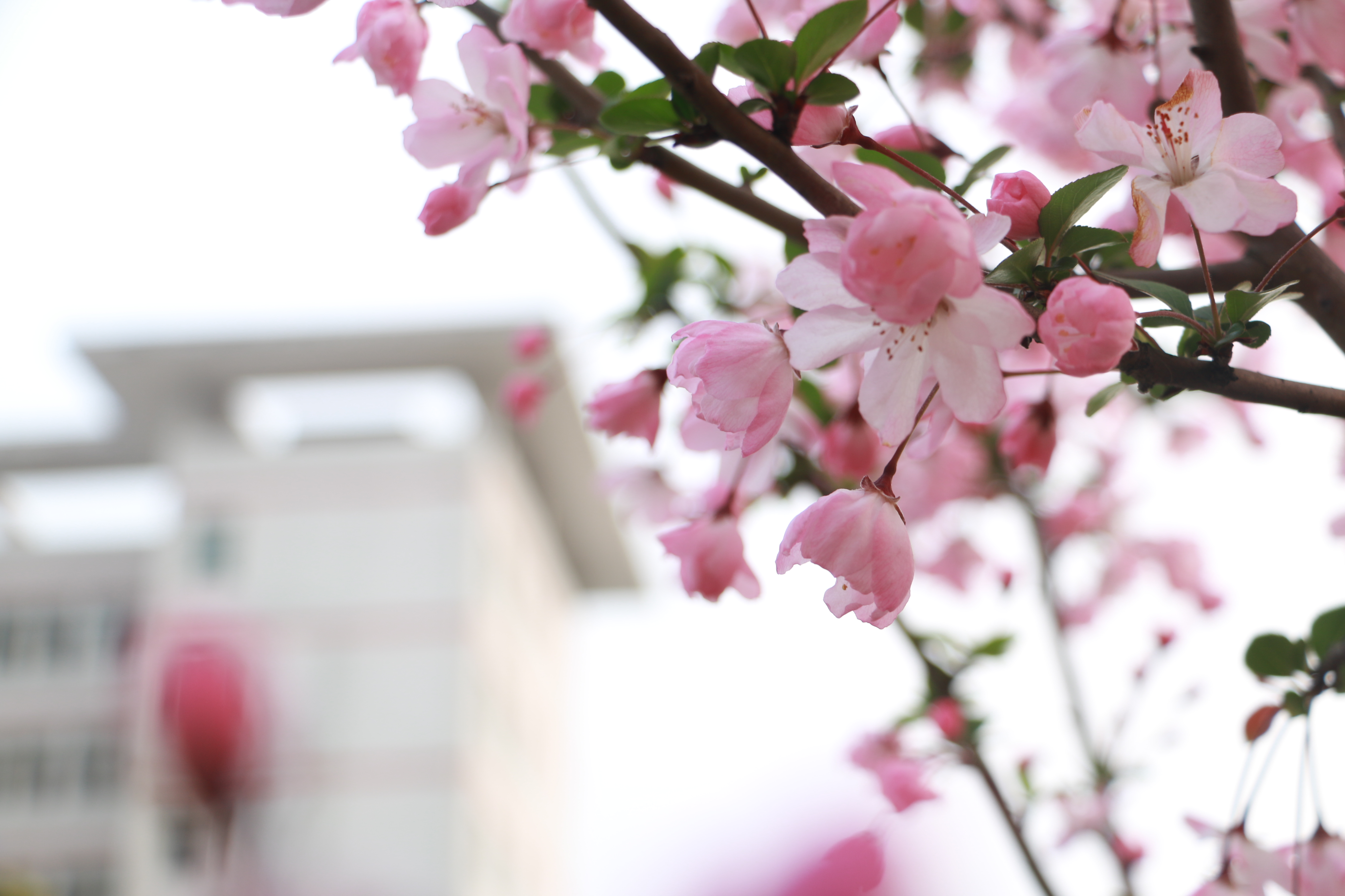  校党委书记别业舫一行赴食堂检查开学相关准备工作